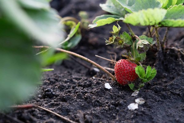 Quels sont les avantages de la permaculture à Genève ?